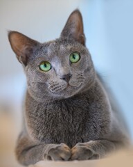 Portret kota rosyjskiego niebieskiego. Portret kota. Koci portet. 