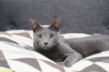 Leżący na kocu kot rosyjki niebieski. - obrazy, fototapety, plakaty