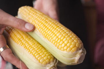 Hand holding yellow corn cob. Woman's hands clean corn cob. Farmer holding corn cobs harvest in hands in corn field. A close up of an woman hands holds a corn. Selective focus.