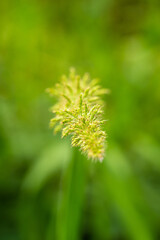 small grass flower with blurred background	
