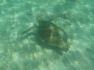 Obraz premium 海亀