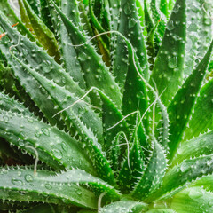 Aloe Vera closeup.Water drops on leaf of aloe. Aloevera plant, natural organic renewal cosmetics, alternative medicine.Skin care concept, moisturizing. On green background.