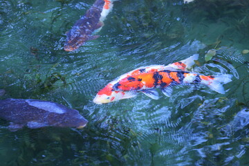 名前のない池（一般にモネの池）