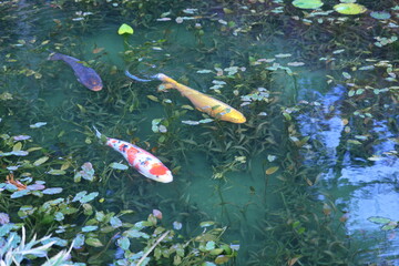 名前のない池（一般にモネの池）