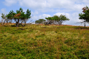 Fototapeta premium Die Wasserkuppe, der höchste Berg der Rhön im Herbst, Biosphärenreservat Rhön, Hessen, Deutschland