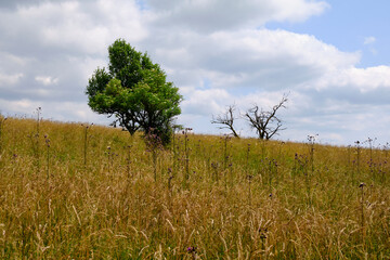 Die Wasserkuppe, der höchste Berg der Rhön im Herbst, Biosphärenreservat Rhön, Hessen,...