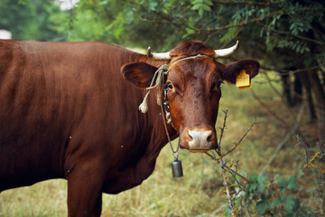 Naklejka na ściany i meble cow in the field countryside nature animal mammal