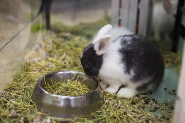 Rabbit eating food from bowl at a pet store