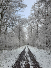 Obraz premium snow covered forest