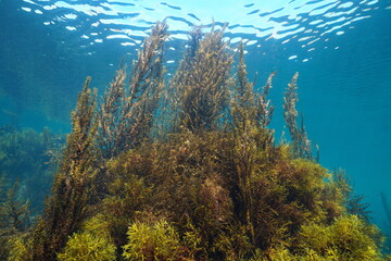Fototapeta na wymiar Brown algae below water surface in the ocean (mostly Sargassum muticum seaweed), Eastern Atlantic, Spain, Galicia