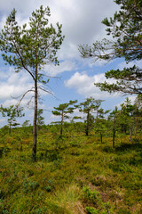 Landschaft im Naturschutzgebiet Schwarzes Moor, Biosphärenreservat Rhön, Unterfranken, Franken, Bayern, Deutschland
