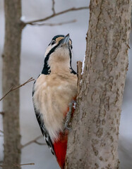 Woodpecker seeks food in the winter on a tree