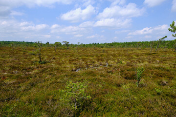 Landschaft im Naturschutzgebiet Schwarzes Moor, Biosphärenreservat Rhön, Unterfranken, Franken, Bayern, Deutschland