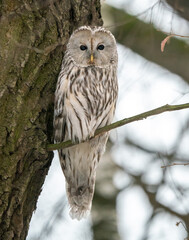 A long-tailed owl sits on a tree in winter
