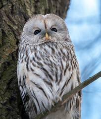 A long-tailed owl sits on a tree in winter