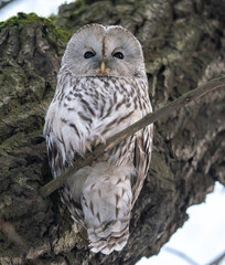 A long-tailed owl sits on a tree in winter