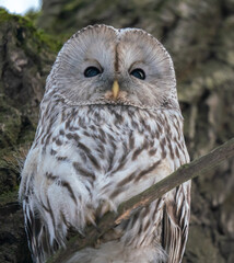 A long-tailed owl sits on a tree in winter