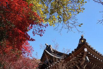 深大寺の紅葉