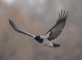 The gray black crow flies by