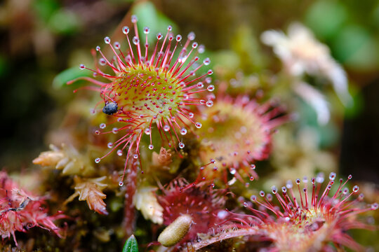 Sonnentau, Rundbl&auml;ttrige Sonnentau Drosera rotundifolia