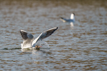 seagull bird emerges from the water