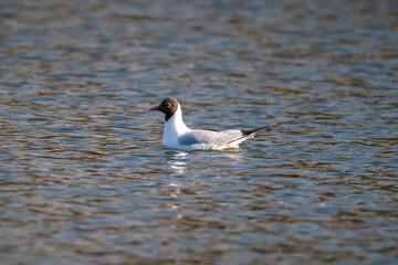 bird seagull swims on the lake