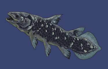 Drawing coelacanth full body, art.illustration, vector