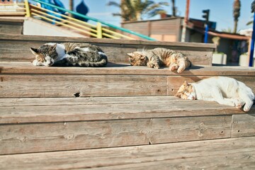Group of stray cats sleeping outdoors on a sunny day. Sunbathing together, having a nap tired and resting lying on the floor