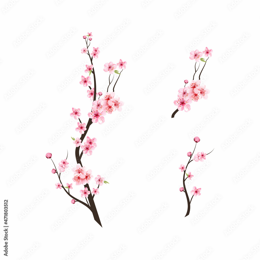 Sticker watercolor cherry bud. cherry blossom tree branch with sakura flower. watercolor cherry blossom. sak