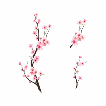 Watercolor cherry bud. Cherry blossom tree branch with sakura flower. Watercolor cherry blossom. Sakura on white background. Pink sakura flower background. Cherry blossom flower blooming vector.