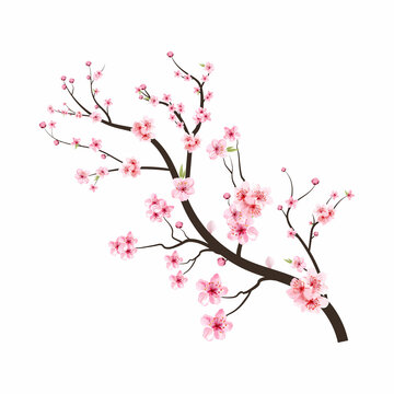 Sakura on white background. Cherry blossom flower blooming vector. Watercolor cherry bud. Cherry blossom tree branch with sakura flower. Pink sakura flower background. Watercolor cherry blossom.