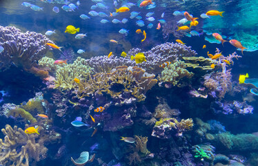 Naklejka na ściany i meble aquarium with colorful variety of fish