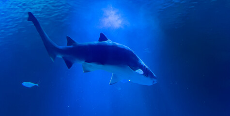 shark in aquarium,  blue ocean