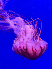 beautiful majestic jellyfish in ocean