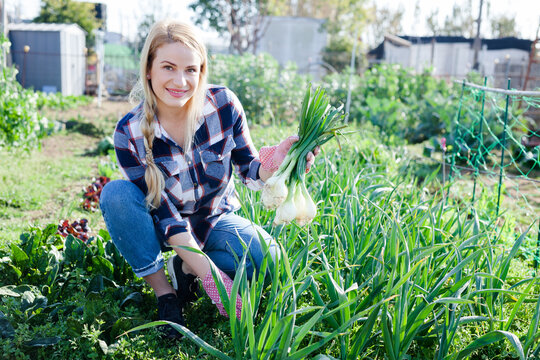 Portrait woman of farmer in a garden bed with onions harvest. High quality photo
