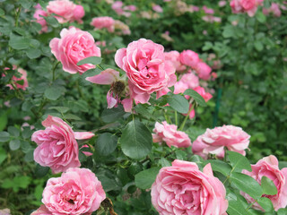 luxurious pink roses bloom in the garden in summer