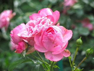 luxurious pink roses bloom in the garden in summer