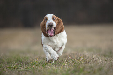 Crazy and funny Basset hound dog running