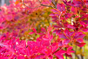 姫路城西御屋敷跡庭園 好古園