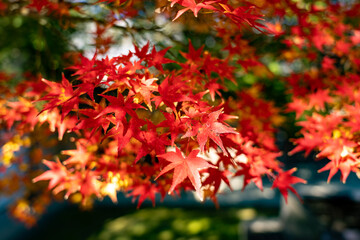 姫路城西御屋敷跡庭園 好古園