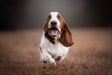 Crazy and funny Basset hound dog running