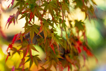 姫路城西御屋敷跡庭園 好古園