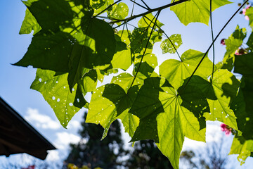 姫路城西御屋敷跡庭園 好古園