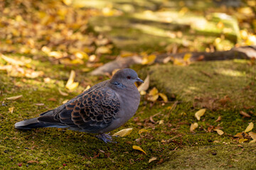 姫路城西御屋敷跡庭園 好古園