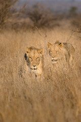 Two lions walking through the dry long grass in the golden morning light, Kruger National Park. 