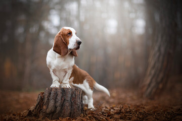 Basset Hound is a perennial favorite of dog lovers all over the world