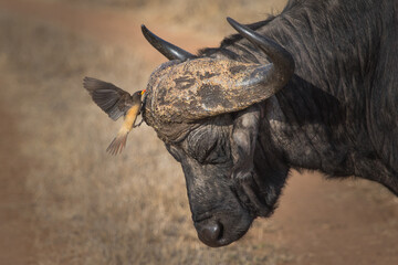 Red-billed oxpecker landing on the Cape buffalo's horns, Greater Kruger. Golden light. 