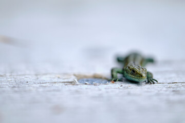 Waldeidechse, Zootoca vivipara, Lacerta vivipara, Bergeidechse, Mooreidechse