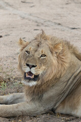 Beautiful male lion looking over his shoulder