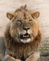 Fototapeta na wymiar Closeup portrait of a stunning looking male lion, Greater Kruger.
